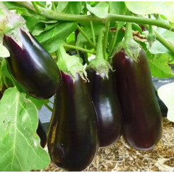 Баклажан Эпик F1 10шт (Проф.семена)
