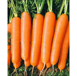 Морковь Болеро F1 0,5гр (Сады России)