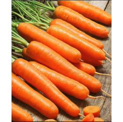 Морковь Лагуна F1 0,5гр (Сады России)