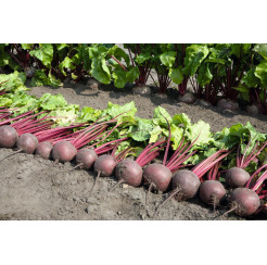 Свекла Пабло F1 100шт (Проф.семена)