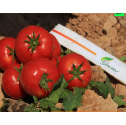 Томат Максимус F1 10шт (Genome)