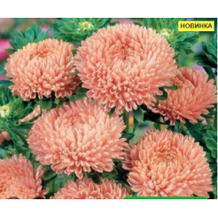 Астра Леди Коралл Салмон 20шт (Satimex)