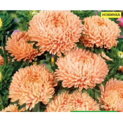 Астра Леди Корал Шампань 20шт (Satimex)