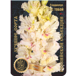 Гладиолус Я с тобой 1 луковица, 1 разбор (в уп 7шт) (Сиб Сад)