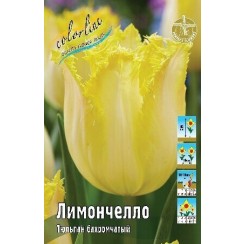 Тюльпан Лимончелло 1шт (в уп 8шт) (Колорлайн)