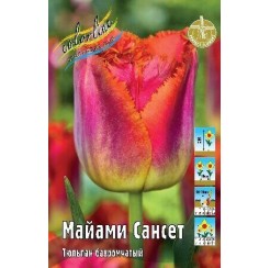 Тюльпан Майами Сансет 1шт (в уп 8шт) (Колорлайн)
